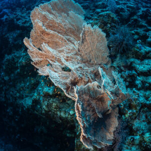 Sea fan growing from a reef wall beside black coral, Safaga, Red Sea, Egypt