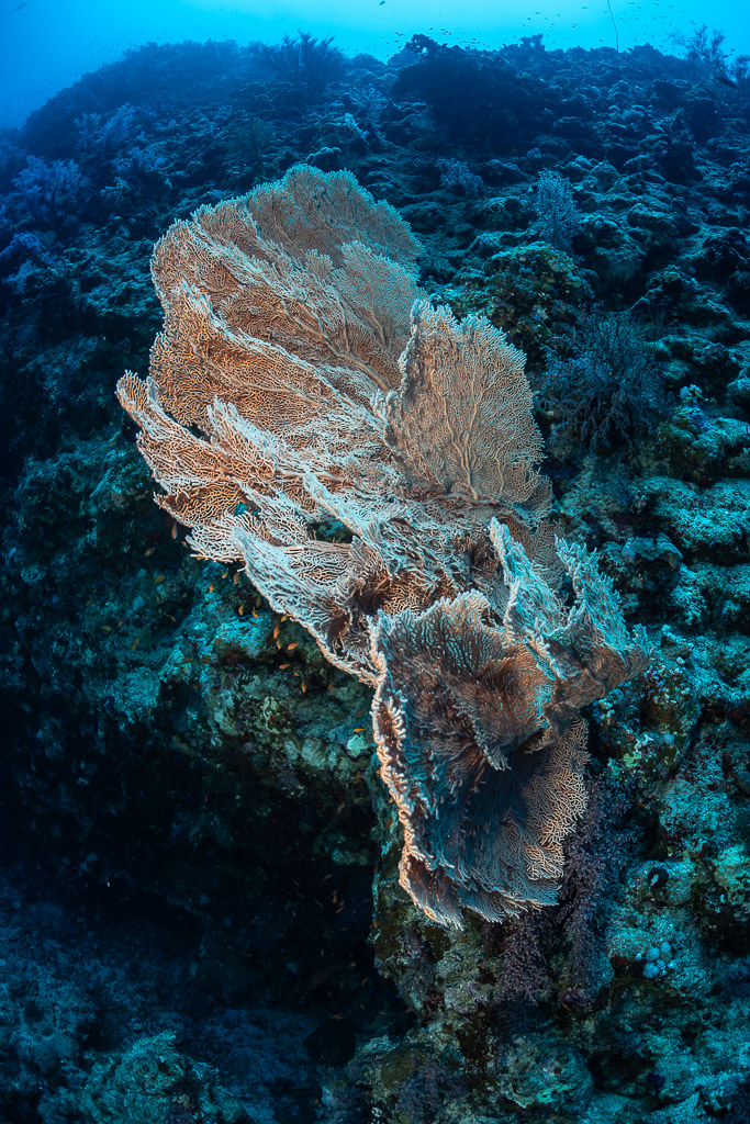 Sea fan growing from a reef wall beside black coral, Safaga, Red Sea, Egypt