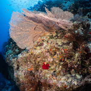 Backlit sea fan above a rock covered with red sponge, Safaga, Red Sea, Egypt