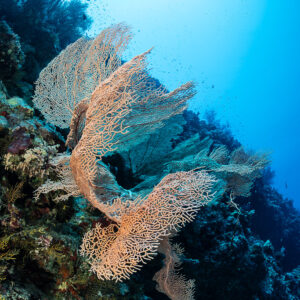 Sea fans reaching into sunlight from a reef wall, Safaga, Red Sea, Egypt