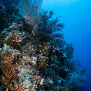 Sea fan on a steep reef edge against the blue, Safaga, Red Sea, Egypt