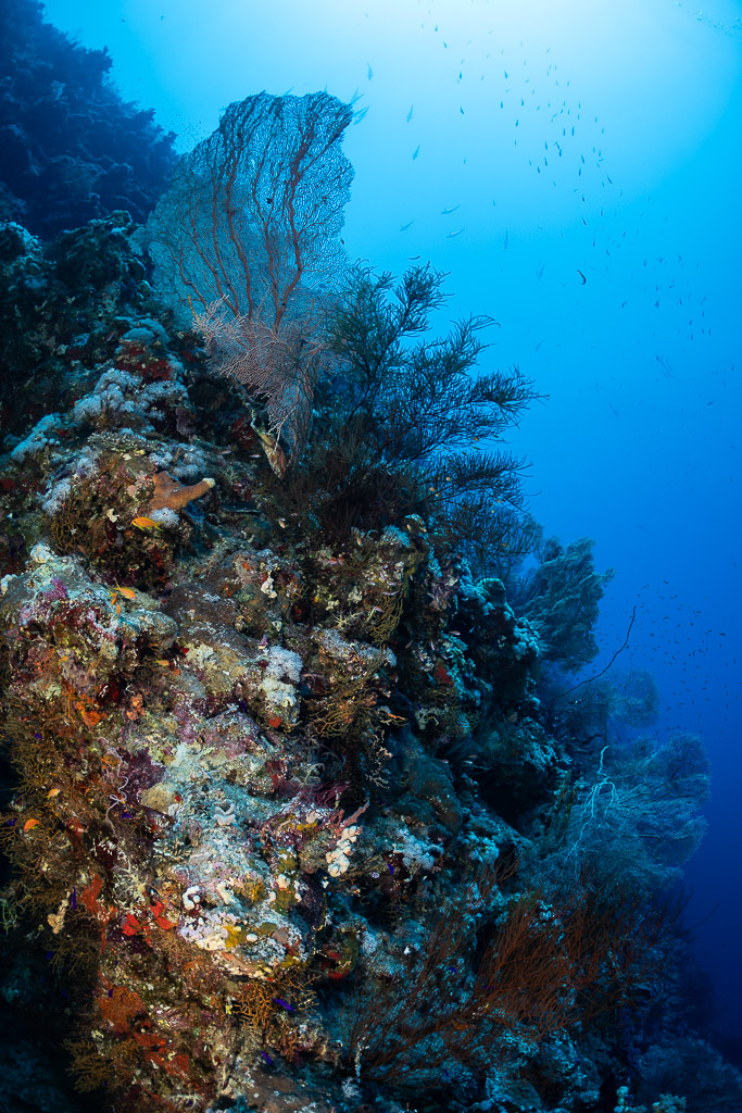 Sea fan on a steep reef edge against the blue, Safaga, Red Sea, Egypt