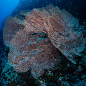 Broad pink sea fan on a reef wall seen from the side, Safaga, Red Sea, Egypt