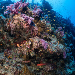 Tombant couvert de coraux mous roses et d’anthias, Safaga, mer Rouge, Égypte