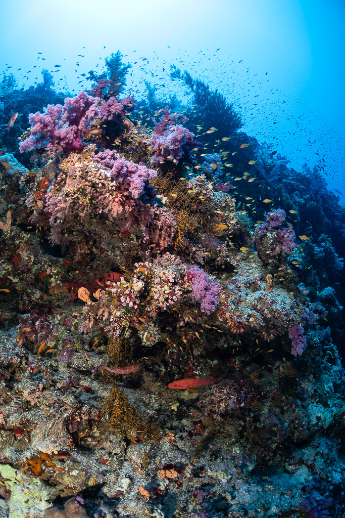 Tombant couvert de coraux mous roses et d’anthias, Safaga, mer Rouge, Égypte