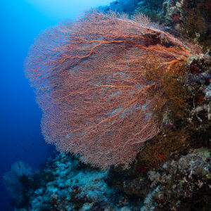 Large red sea fan spreading from the reef against the light, Safaga, Red Sea, Egypt