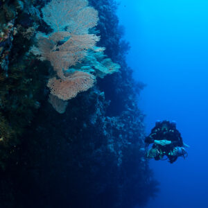 Rebreather diver below a pale sea fan on a deep wall, Safaga, Red Sea, Egypt