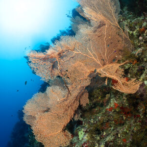 Orange sea fan backlit by the sun on a reef wall, Safaga, Red Sea, Egypt