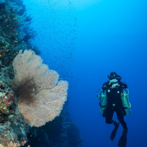 Rebreather diver facing a sea fan on the wall, Safaga, Red Sea, Egypt