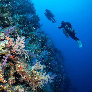 Two rebreather divers above a soft coral wall in deep blue, Safaga, Red Sea, Egypt