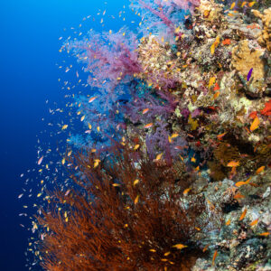 Coraux mous roses et anthias sur un tombant avec un buisson corallien brun, Safaga, mer Rouge, Égypte