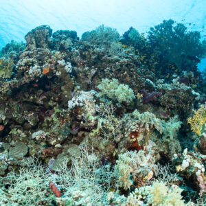 Shallow reef crest with hard corals and soft corals, Safaga, Red Sea, Egypt