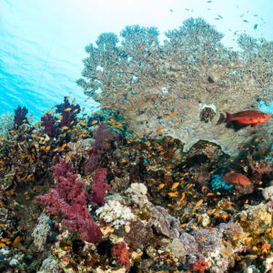 Corail tabulaire au-dessus de coraux mous et d’anthias avec un mérou rouge, Safaga, mer Rouge, Égypte