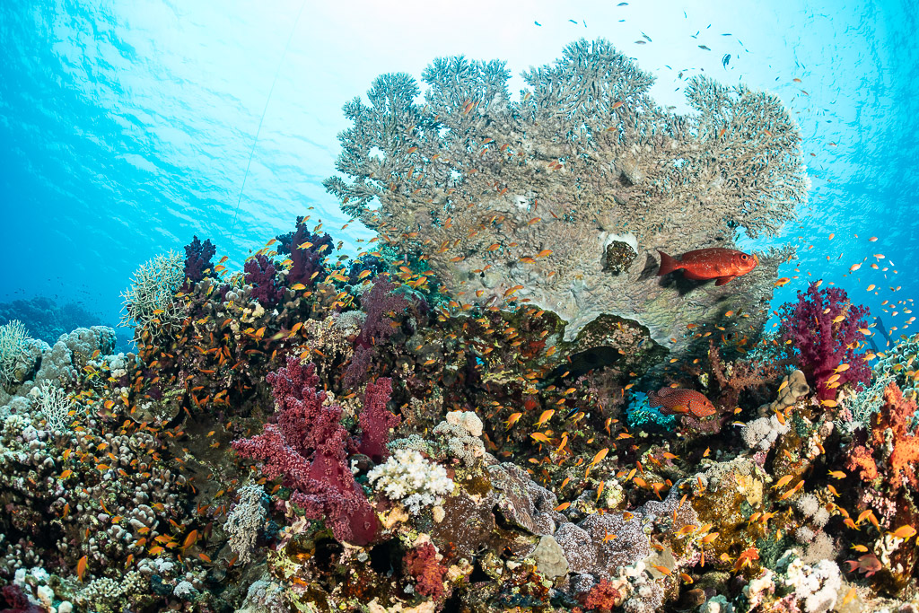 Table coral above soft corals and anthias with a red grouper, Safaga, Red Sea, Egypt