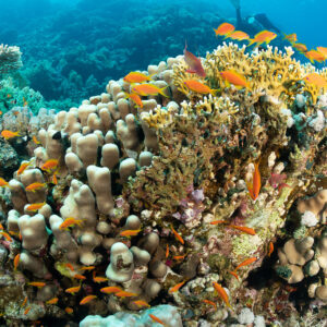 Anthias orange tourbillonnant au-dessus d’une patate avec corail de feu, Safaga, mer Rouge, Égypte