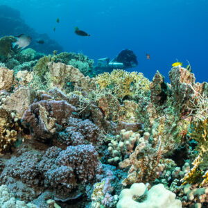 Hard coral garden with a diver in the background, Safaga, Red Sea, Egypt