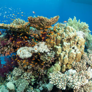 Table corals, purple soft corals and anthias on a bommie, Safaga, Red Sea, Egypt