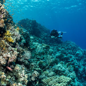Diver exploring a coral slope below the surface, vertical view, Safaga, Red Sea, Egypt