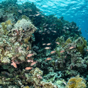 Coral slope with anthias near the surface, vertical view, Safaga, Red Sea, Egypt