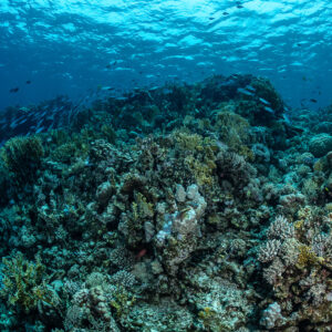 Vue large d’un dôme récifal sous une surface ondulée, Safaga, mer Rouge, Égypte