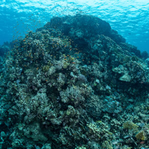 Sommet récifal arrondi s’élevant vers la surface, Safaga, mer Rouge, Égypte