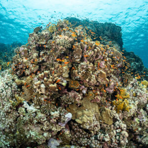 Coral bommie covered with anthias under the surface, Safaga, Red Sea, Egypt