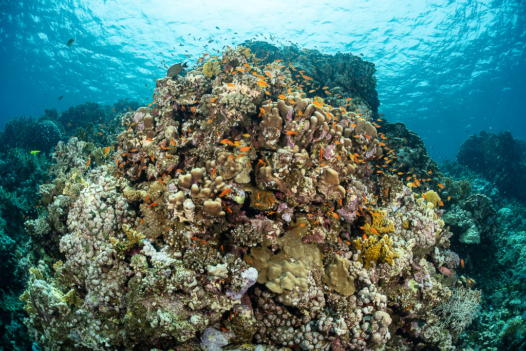 Coral bommie covered with anthias under the surface, Safaga, Red Sea, Egypt