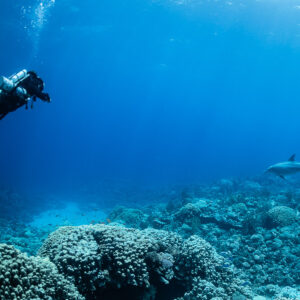Diver and a dolphin swimming above a shallow coral reef, Safaga, Red Sea, Egypt
