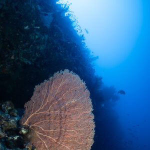 Backlit sea fan on a dark wall with sunburst, vertical view, Safaga, Red Sea, Egypt