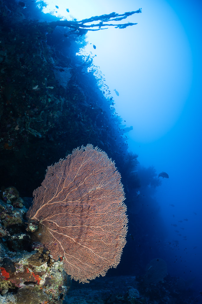 Backlit sea fan on a dark wall with sunburst, vertical view, Safaga, Red Sea, Egypt