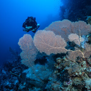 Rebreather diver behind a cluster of large sea fans, Safaga, Red Sea, Egypt