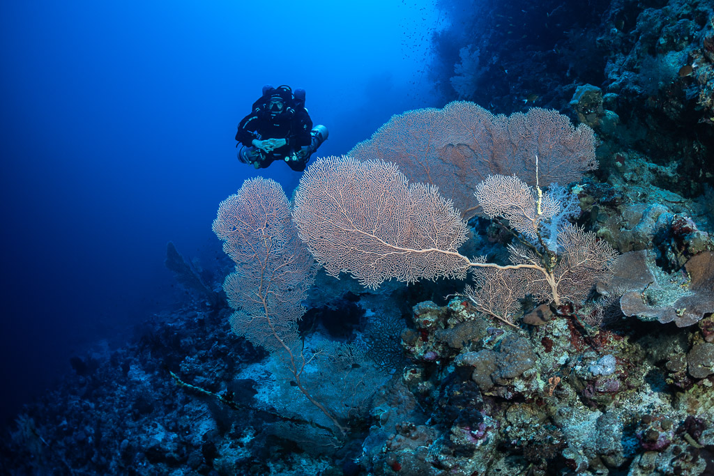 Rebreather diver behind a cluster of large sea fans, Safaga, Red Sea, Egypt