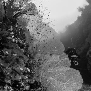 Black-and-white sea fan and diver on a wall against the light, Safaga, Red Sea, Egypt