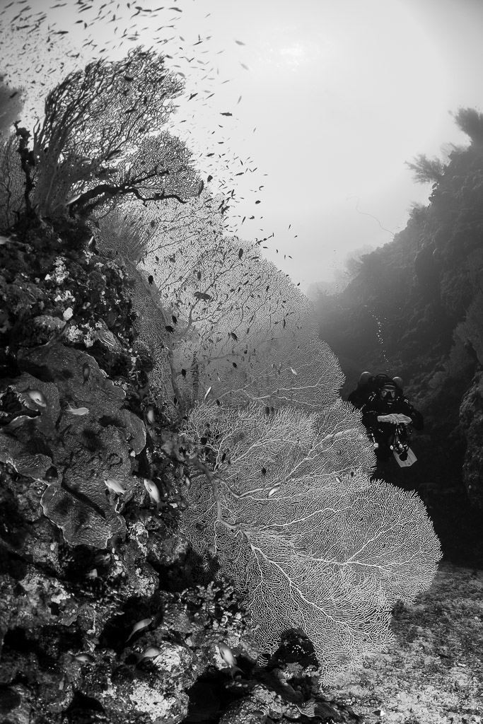 Black-and-white sea fan and diver on a wall against the light, Safaga, Red Sea, Egypt