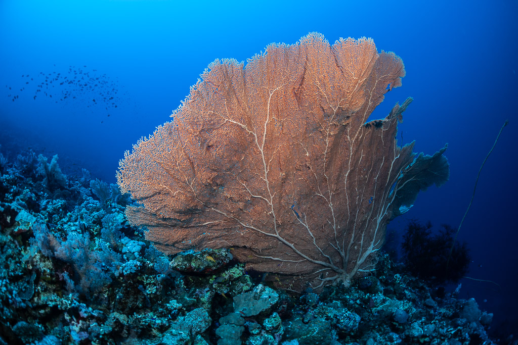 Large solitary sea fan on the reef in deep blue water, Safaga, Red Sea, Egypt