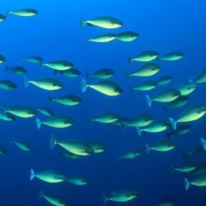 Poissons