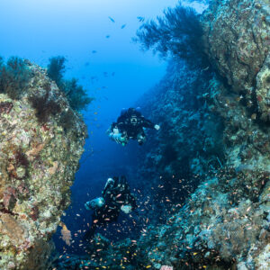 Two rebreather divers in a reef canyon framed by black coral, Safaga, Red Sea, Egypt