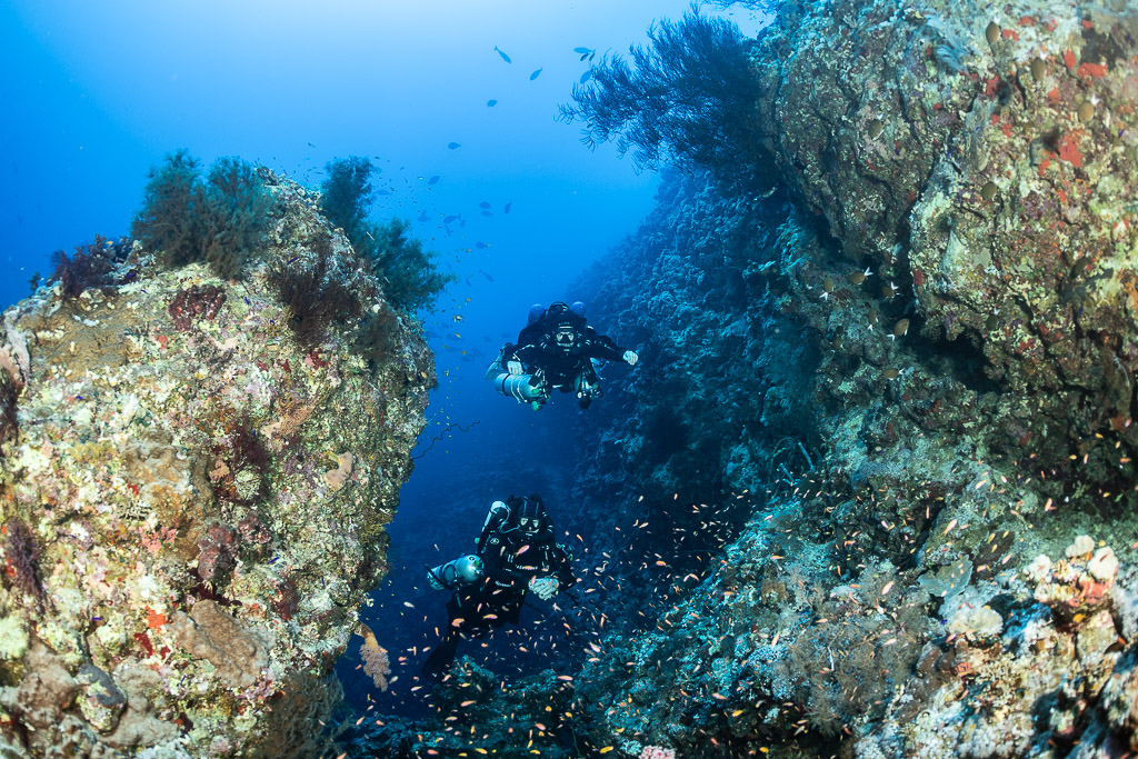 Two rebreather divers in a reef canyon framed by black coral, Safaga, Red Sea, Egypt