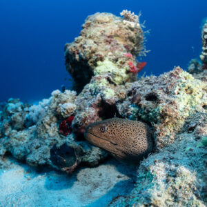 Giant moray peering from a coral rock on sand, Safaga, Red Sea, Egypt