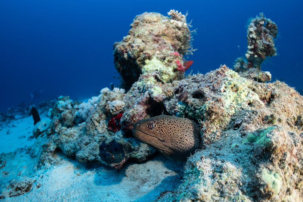 Giant moray peering from a coral rock on sand, Safaga, Red Sea, Egypt