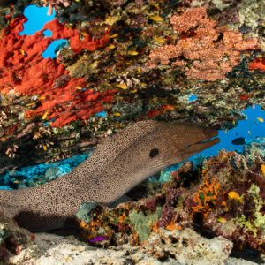 Giant moray under a red sponge overhang with anthias, Safaga, Red Sea, Egypt