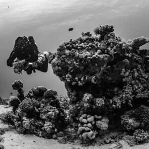 Black-and-white rebreather diver beside a coral pinnacle, Safaga, Red Sea, Egypt