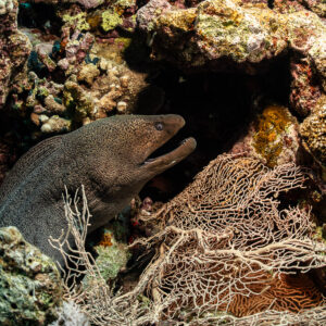 Giant moray emerging from a reef hole behind a sea fan, Safaga, Red Sea, Egypt
