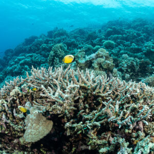 Corail branchu Acropora avec poissons-papillons sur une pente récifale, Safaga, mer Rouge, Égypte