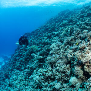 Distant rebreather diver on a wide coral slope, Safaga, Red Sea, Egypt