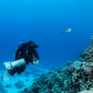 Rebreather diver along a coral slope with a passing fish, Safaga, Red Sea, Egypt