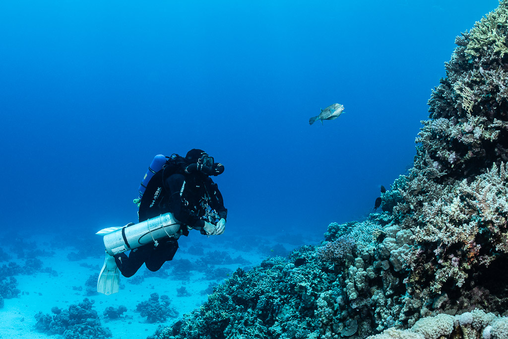 Rebreather diver along a coral slope with a passing fish, Safaga, Red Sea, Egypt