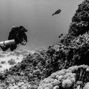 Black-and-white rebreather diver along a reef slope with fish, Safaga, Red Sea, Egypt