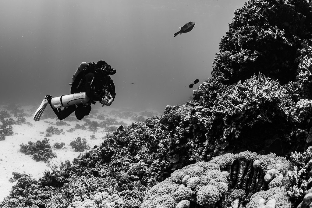 Black-and-white rebreather diver along a reef slope with fish, Safaga, Red Sea, Egypt