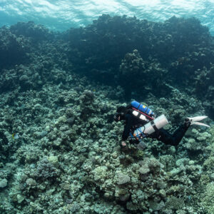 Rebreather diver low over a hard coral field, Safaga, Red Sea, Egypt